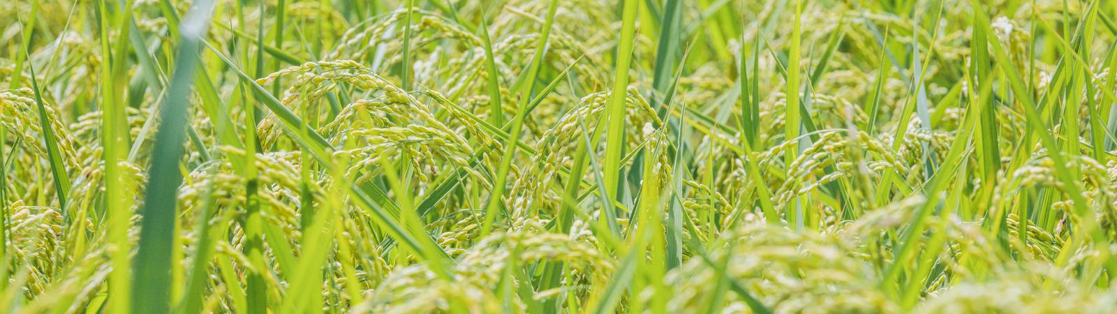 新潟県の路線一覧