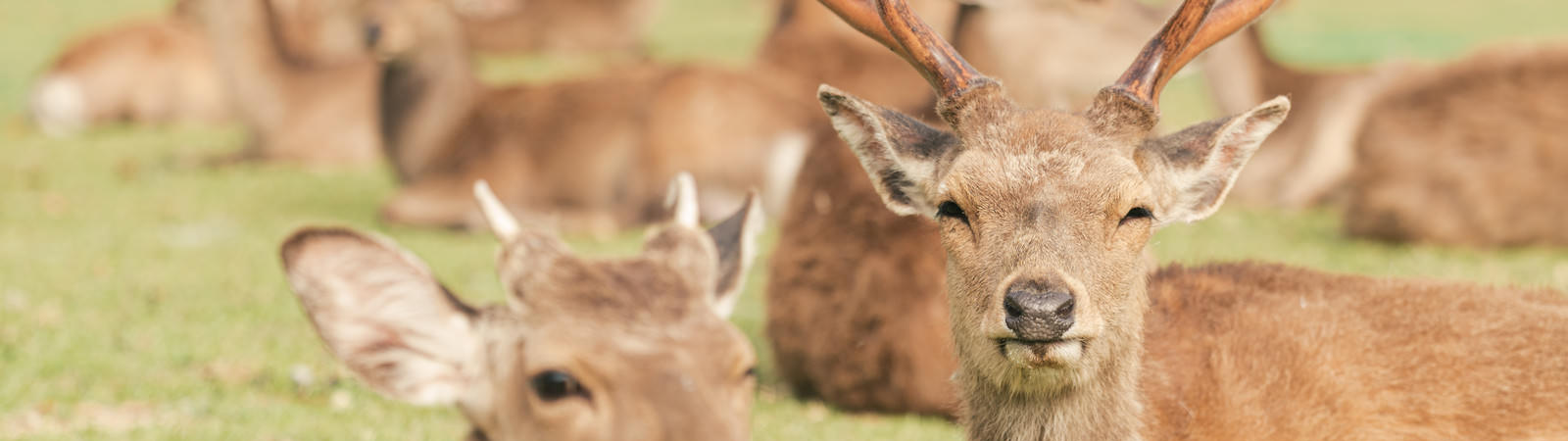 奈良県の路線一覧